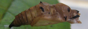 Pupae